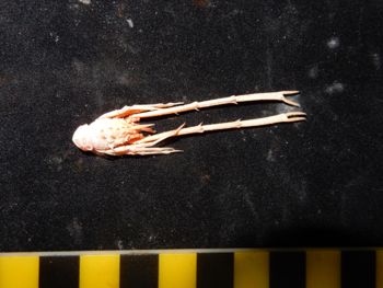 Media type: image; Invertebrate Zoology 151038   Description: pic of IZ_151038_Munidopsis_spinifer_aff;